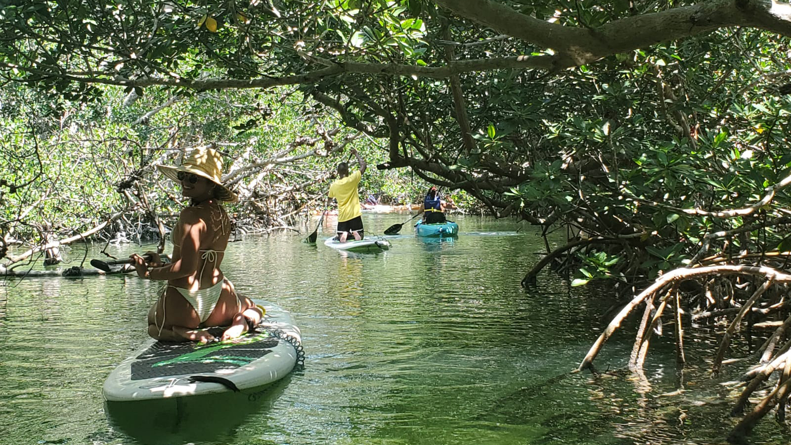 Paddleboarding through mangroves